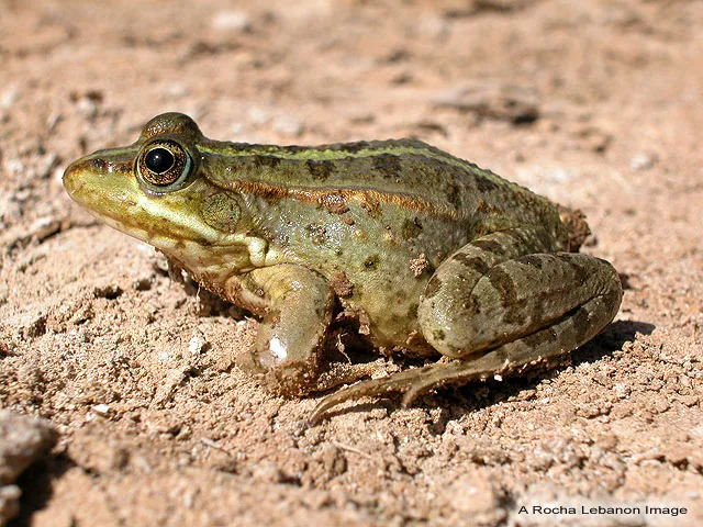 frog